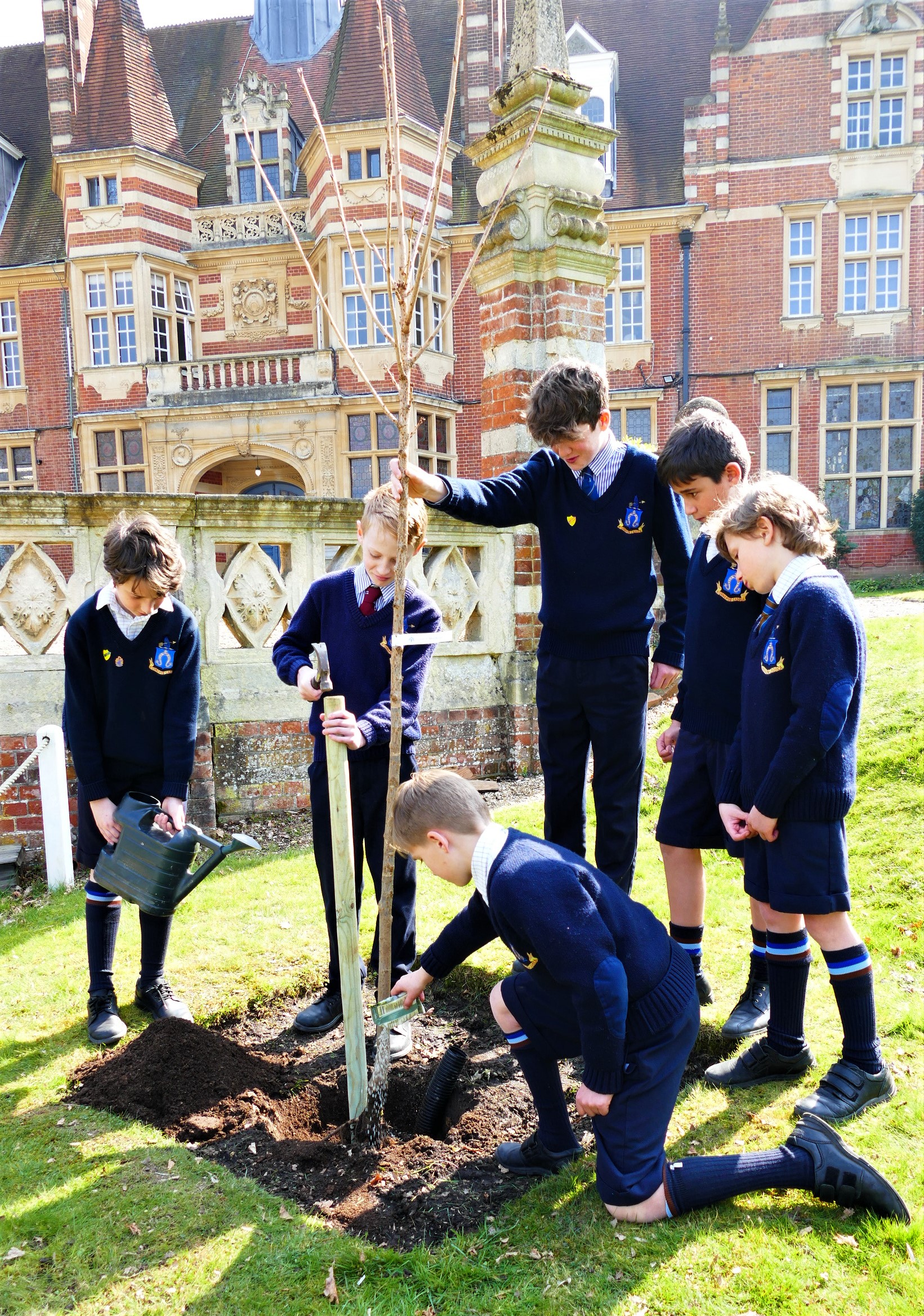 St John's Beaumont School's eco council planting Sakura Cherry Project tree